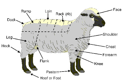 SheepParts